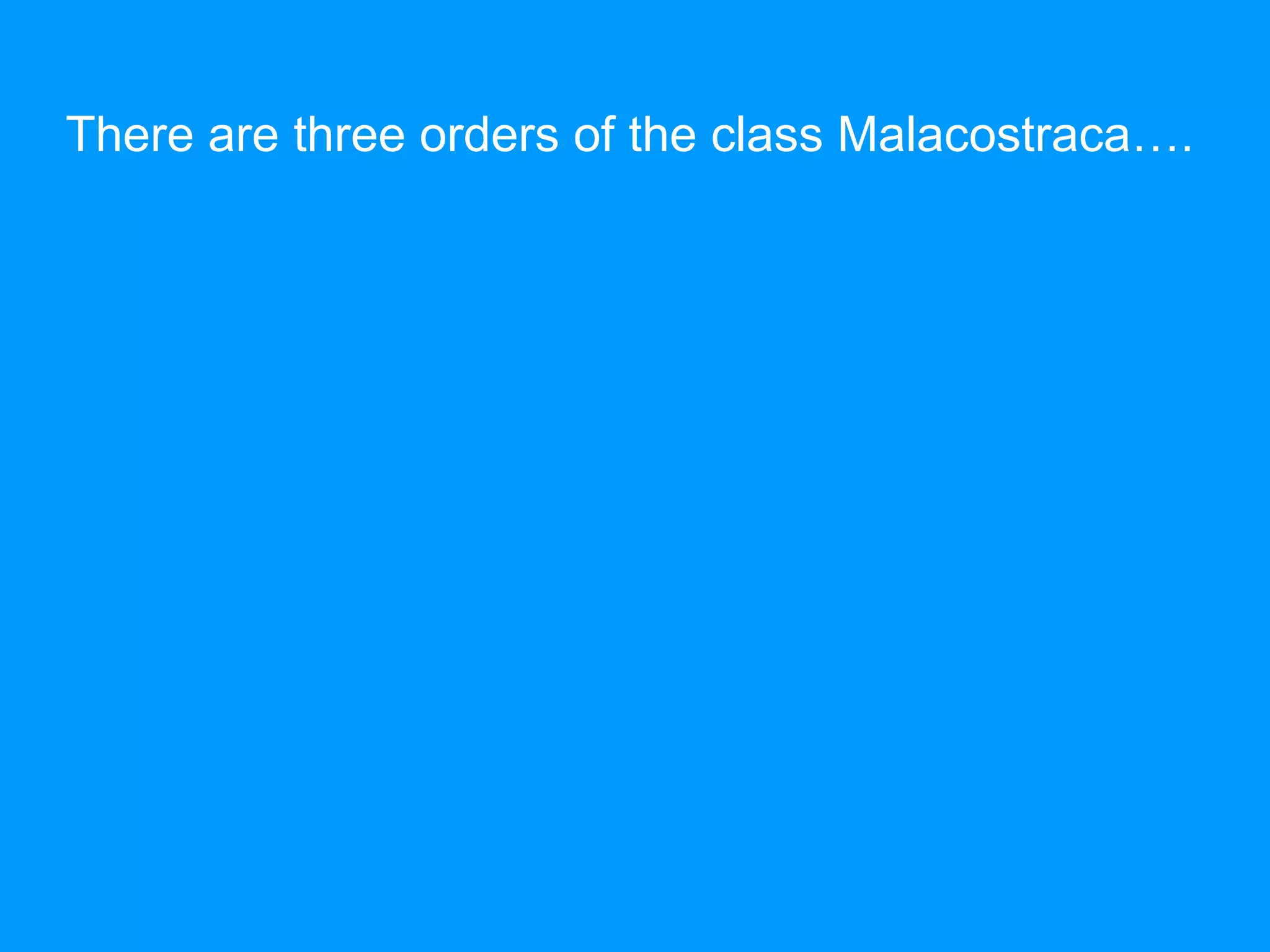 There are three orders of the class Malacostraca….
 