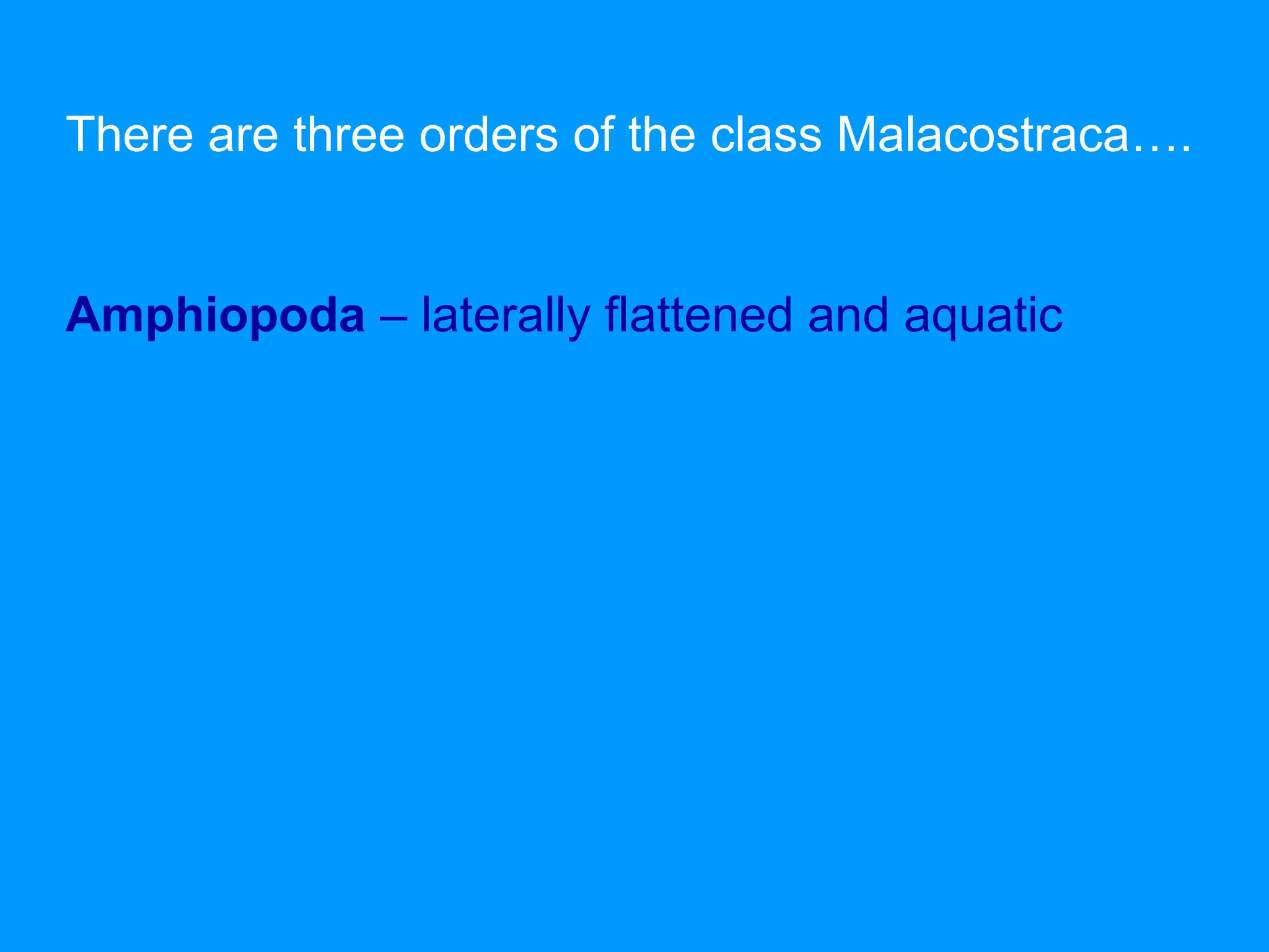 There are three orders of the class Malacostraca….
Amphiopoda – laterally flattened and aquatic
 