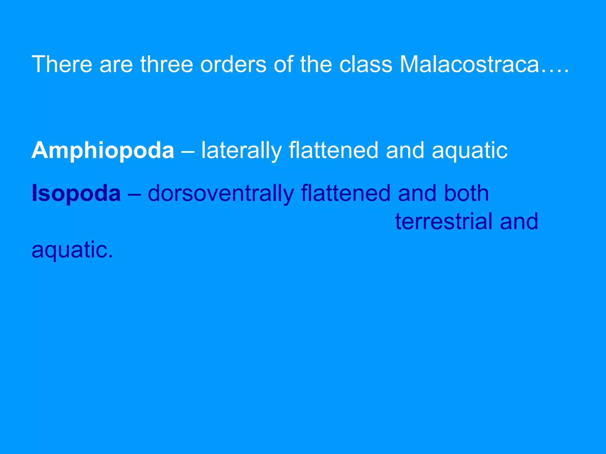 There are three orders of the class Malacostraca….
Amphiopoda – laterally flattened and aquatic
Isopoda – dorsoventrally flattened and both
terrestrial and
aquatic.
 