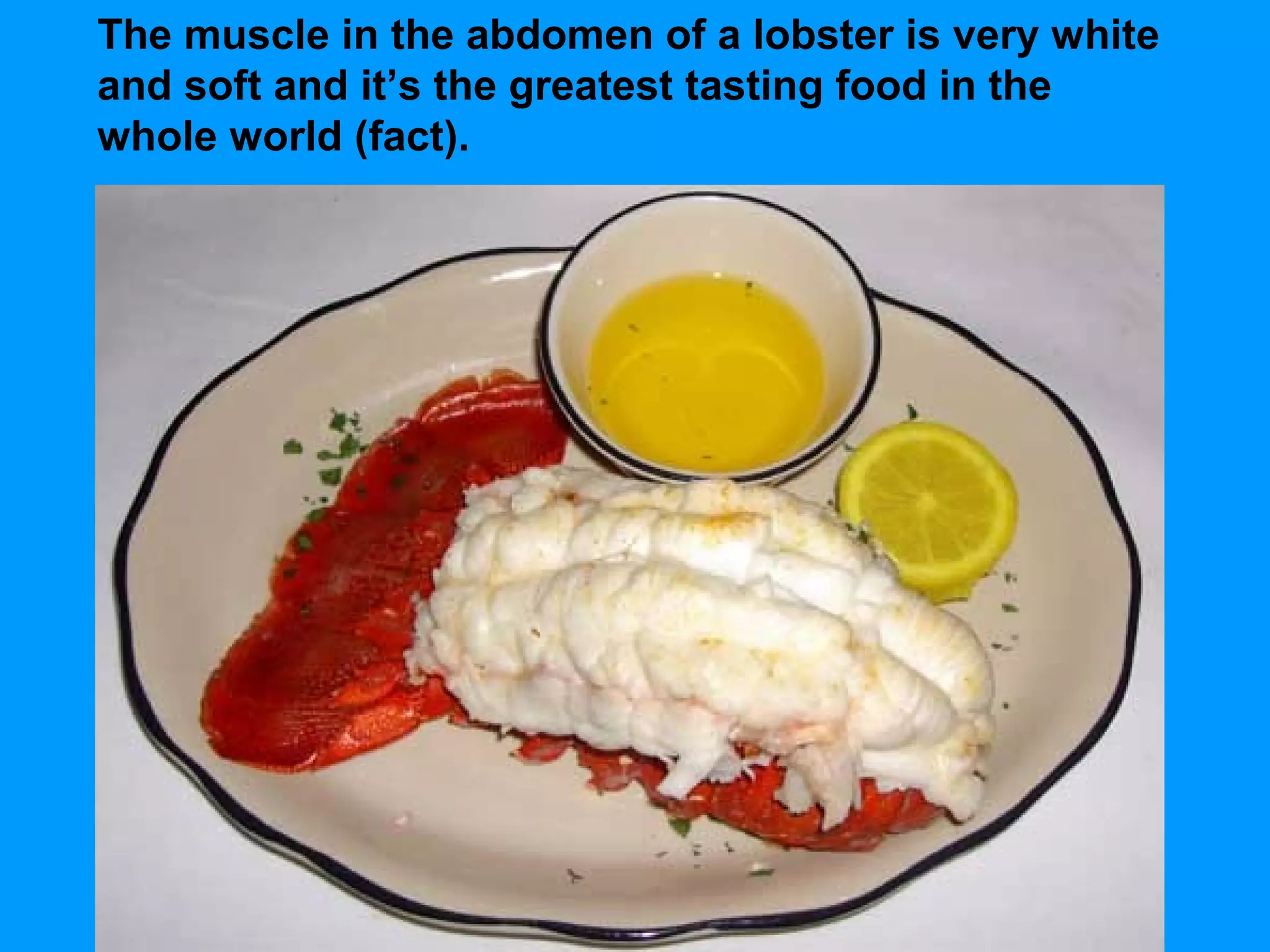 The muscle in the abdomen of a lobster is very white
and soft and it’s the greatest tasting food in the
whole world (fact).
 