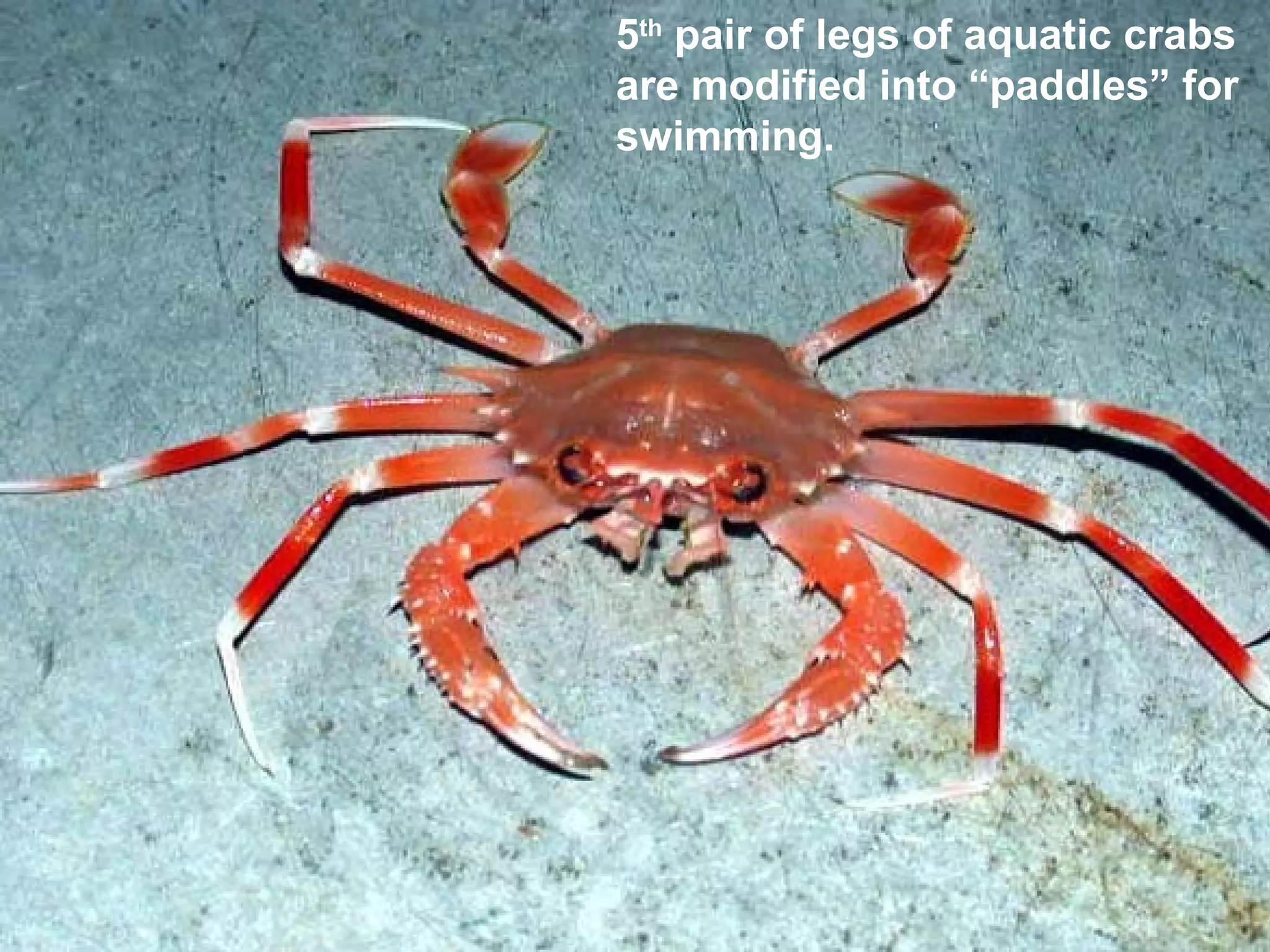 5th
pair of legs of aquatic crabs
are modified into “paddles” for
swimming.
 