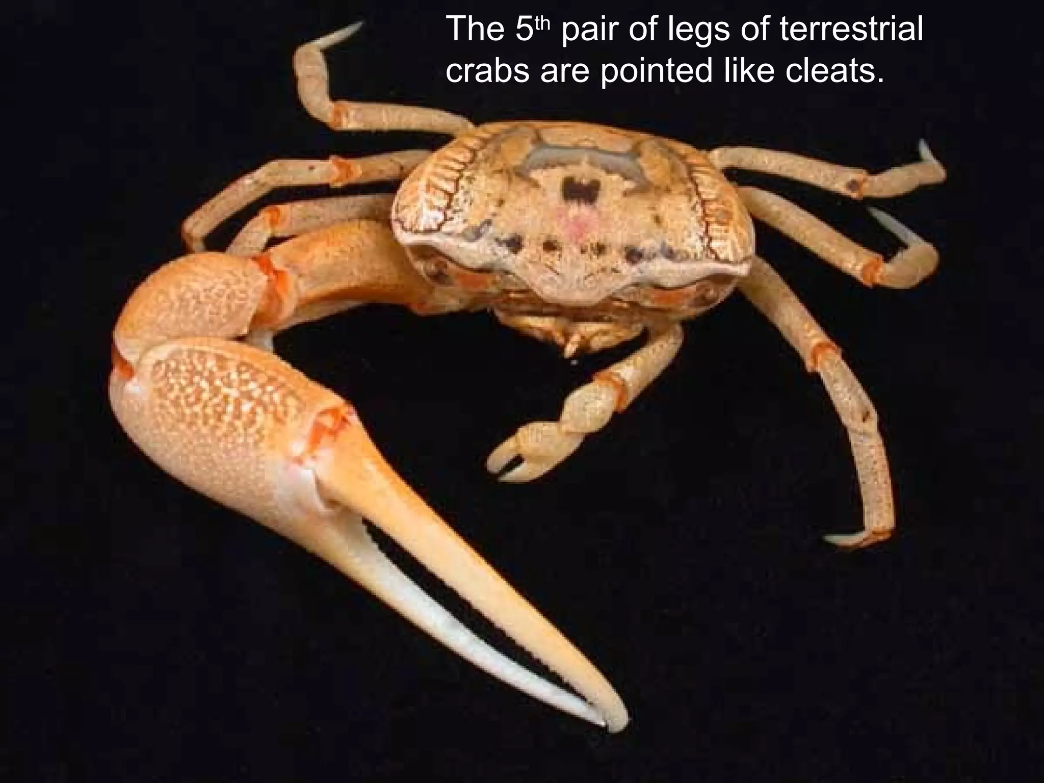 The 5th
pair of legs of terrestrial
crabs are pointed like cleats.
 