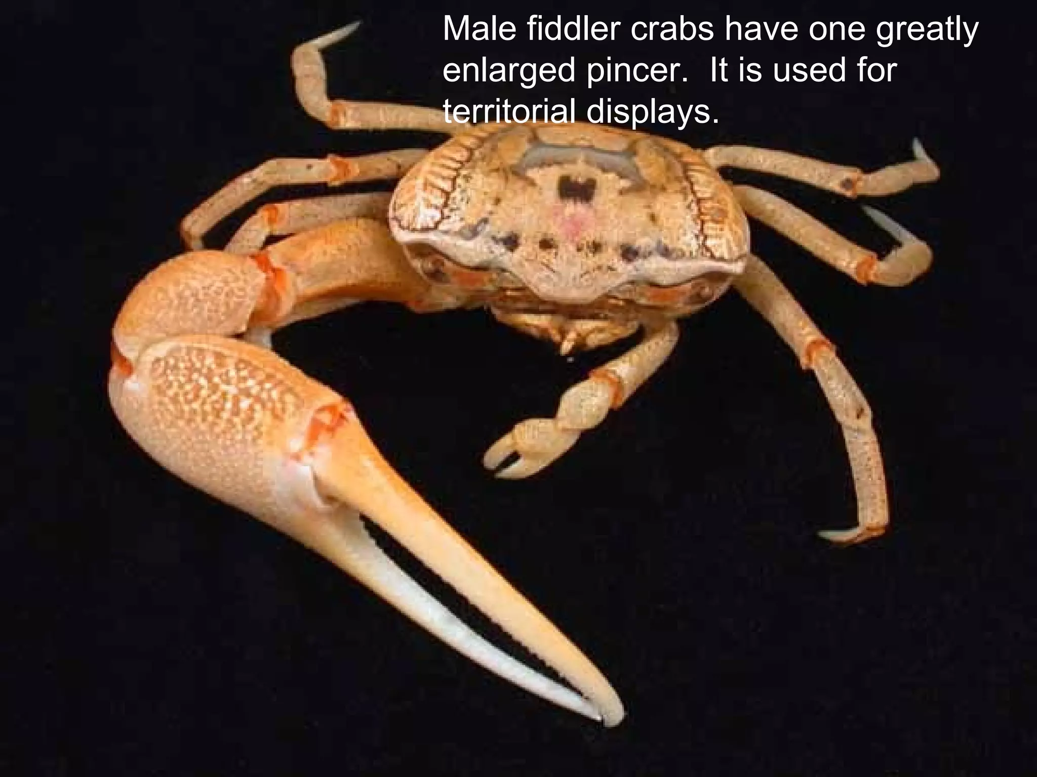 Male fiddler crabs have one greatly
enlarged pincer. It is used for
territorial displays.
 