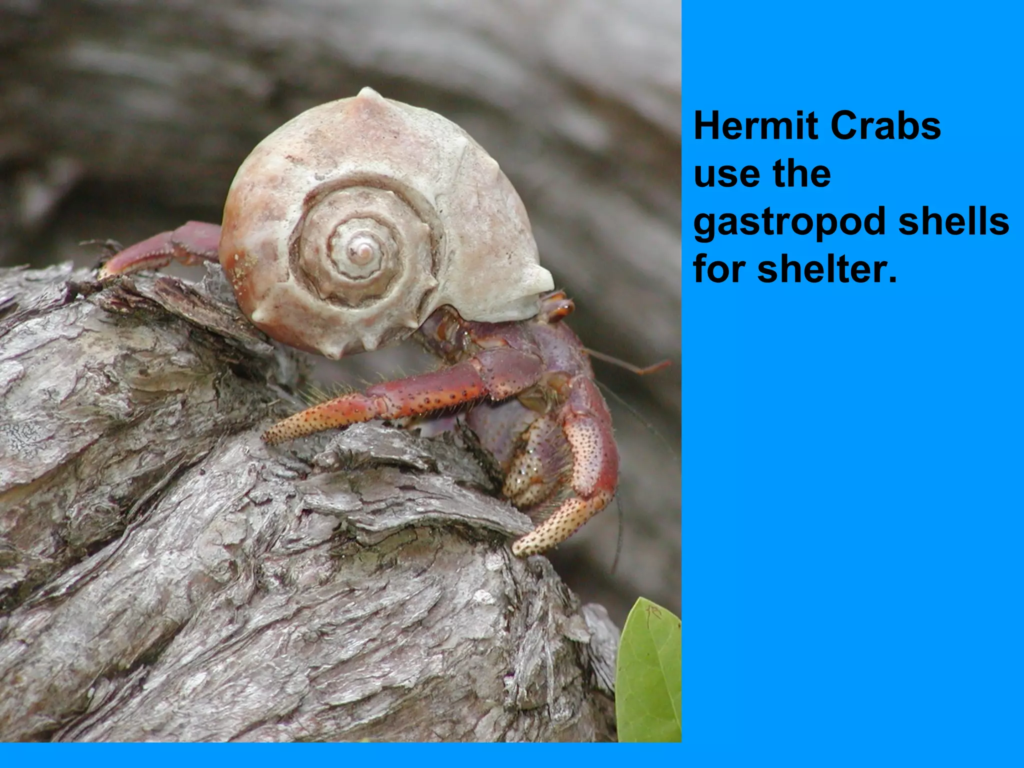 Hermit Crabs
use the
gastropod shells
for shelter.
 