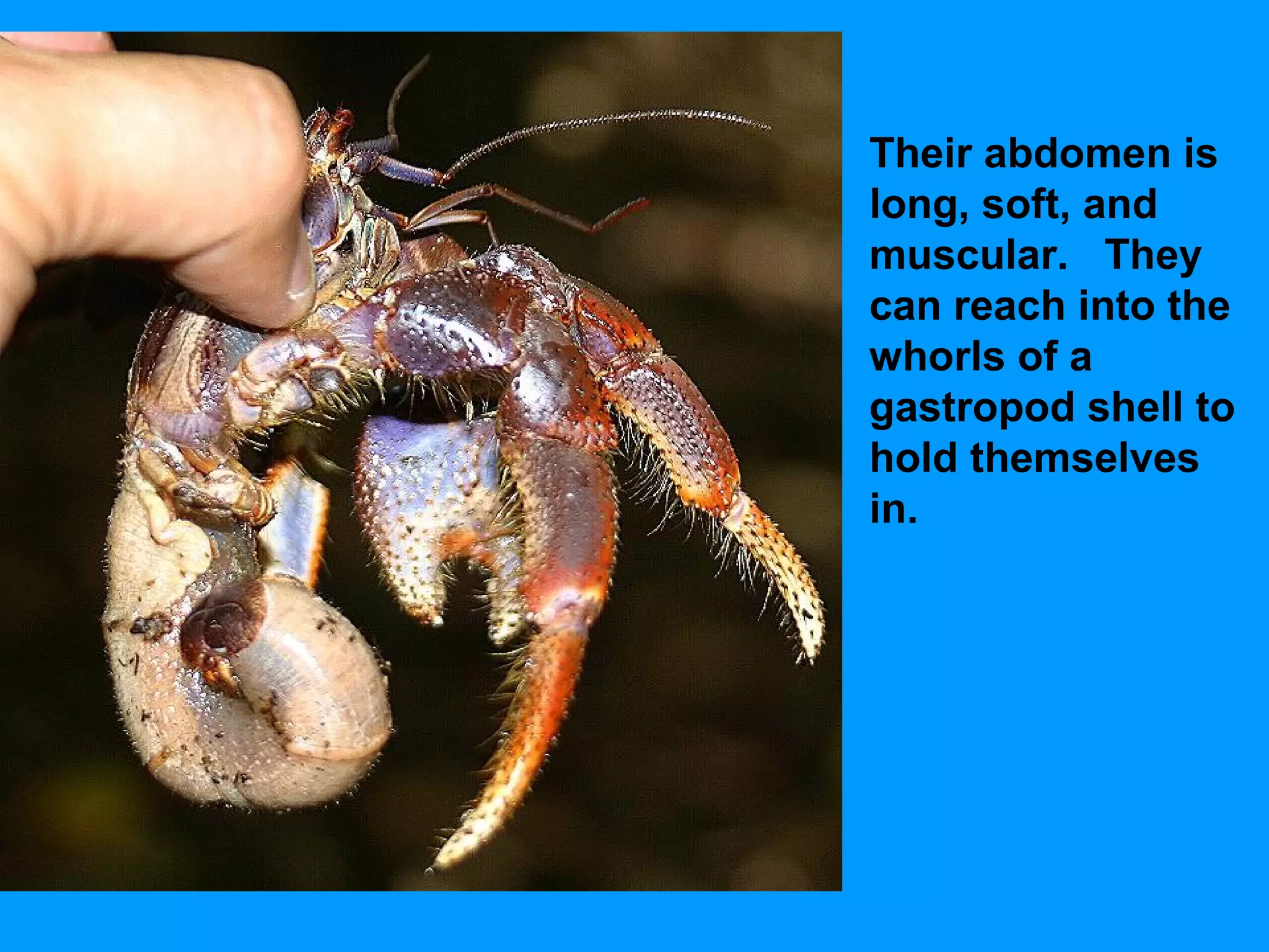 Their abdomen is
long, soft, and
muscular. They
can reach into the
whorls of a
gastropod shell to
hold themselves
in.
 