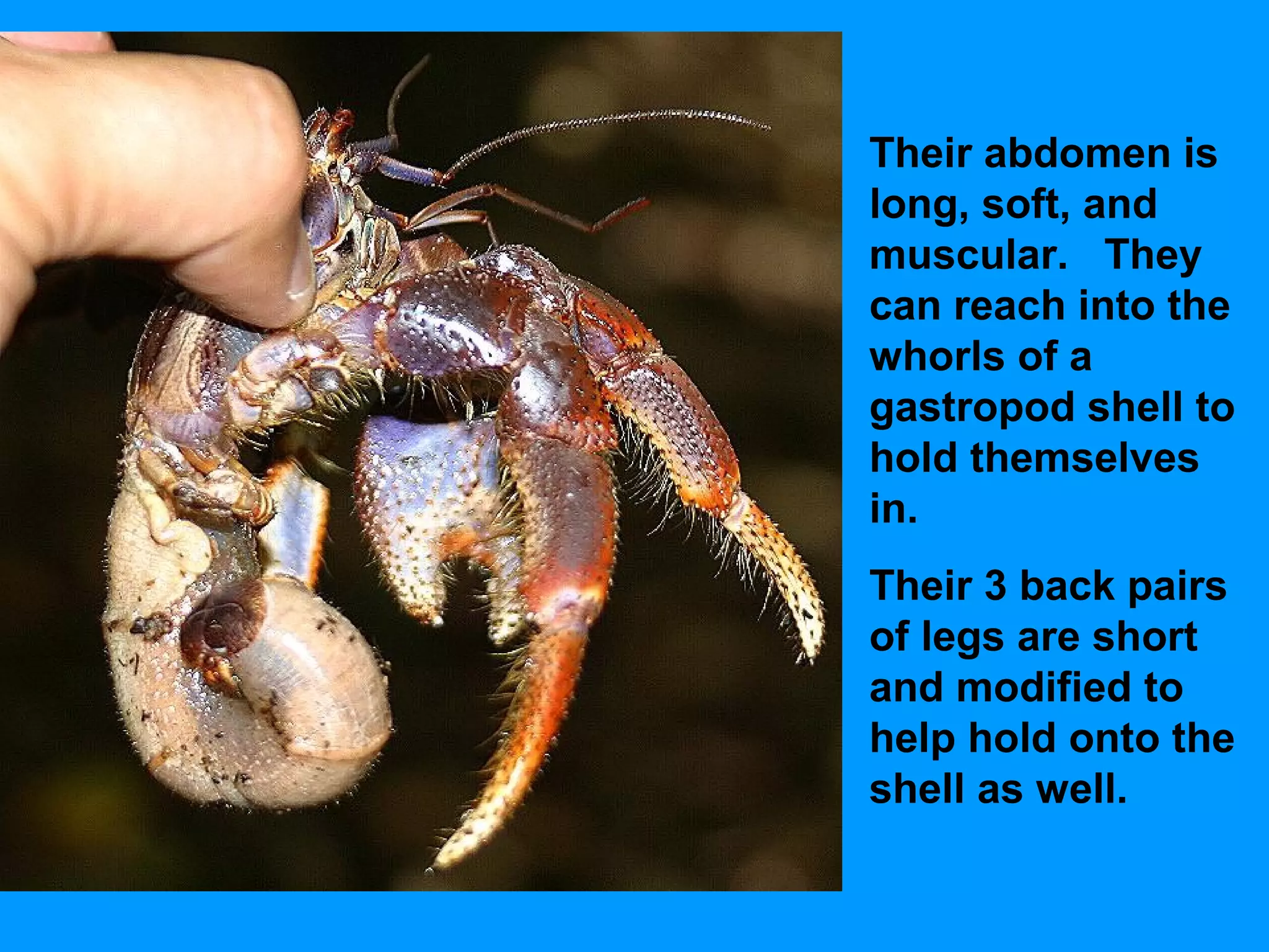 Their abdomen is
long, soft, and
muscular. They
can reach into the
whorls of a
gastropod shell to
hold themselves
in.
Their 3 back pairs
of legs are short
and modified to
help hold onto the
shell as well.
 