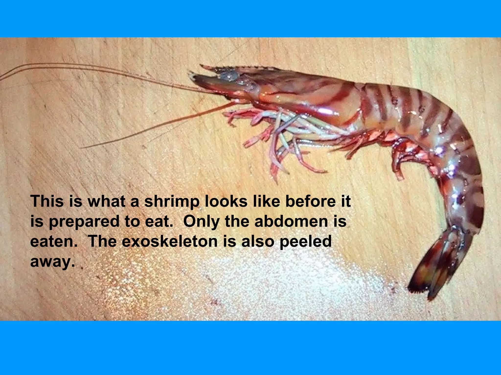 This is what a shrimp looks like before it
is prepared to eat. Only the abdomen is
eaten. The exoskeleton is also peeled
away.
 