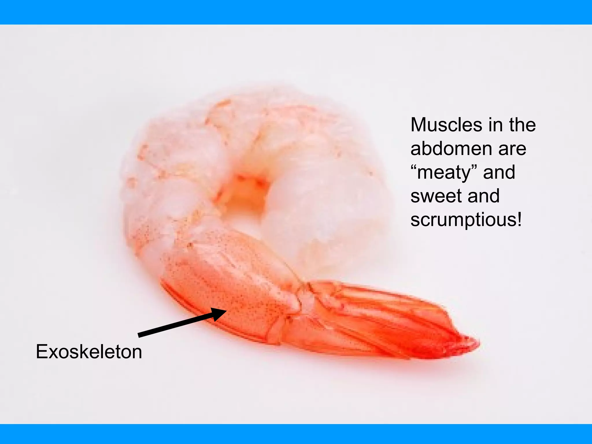 Exoskeleton
Muscles in the
abdomen are
“meaty” and
sweet and
scrumptious!
 