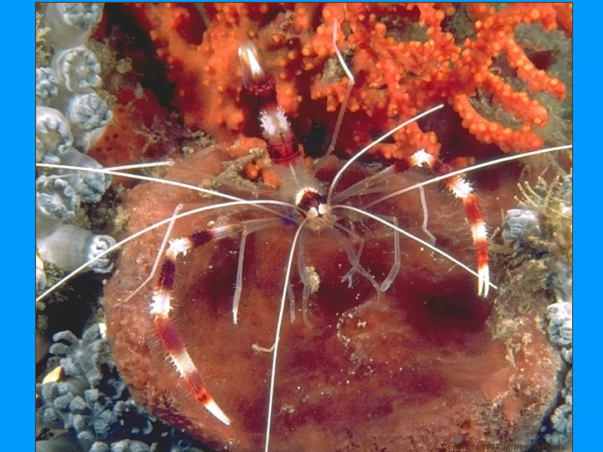 Subphylum Crustacea Notes