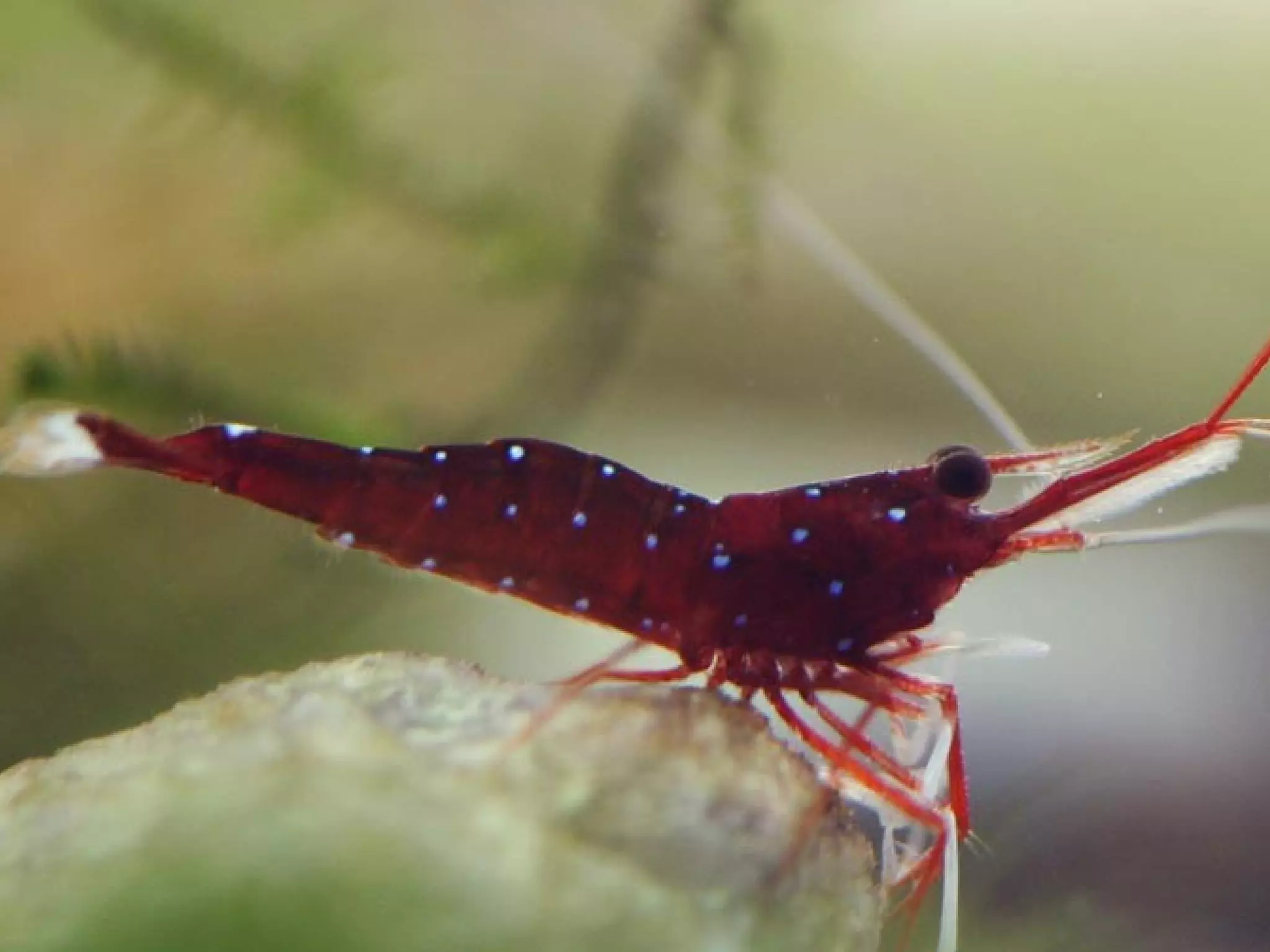 Subphylum Crustacea Notes