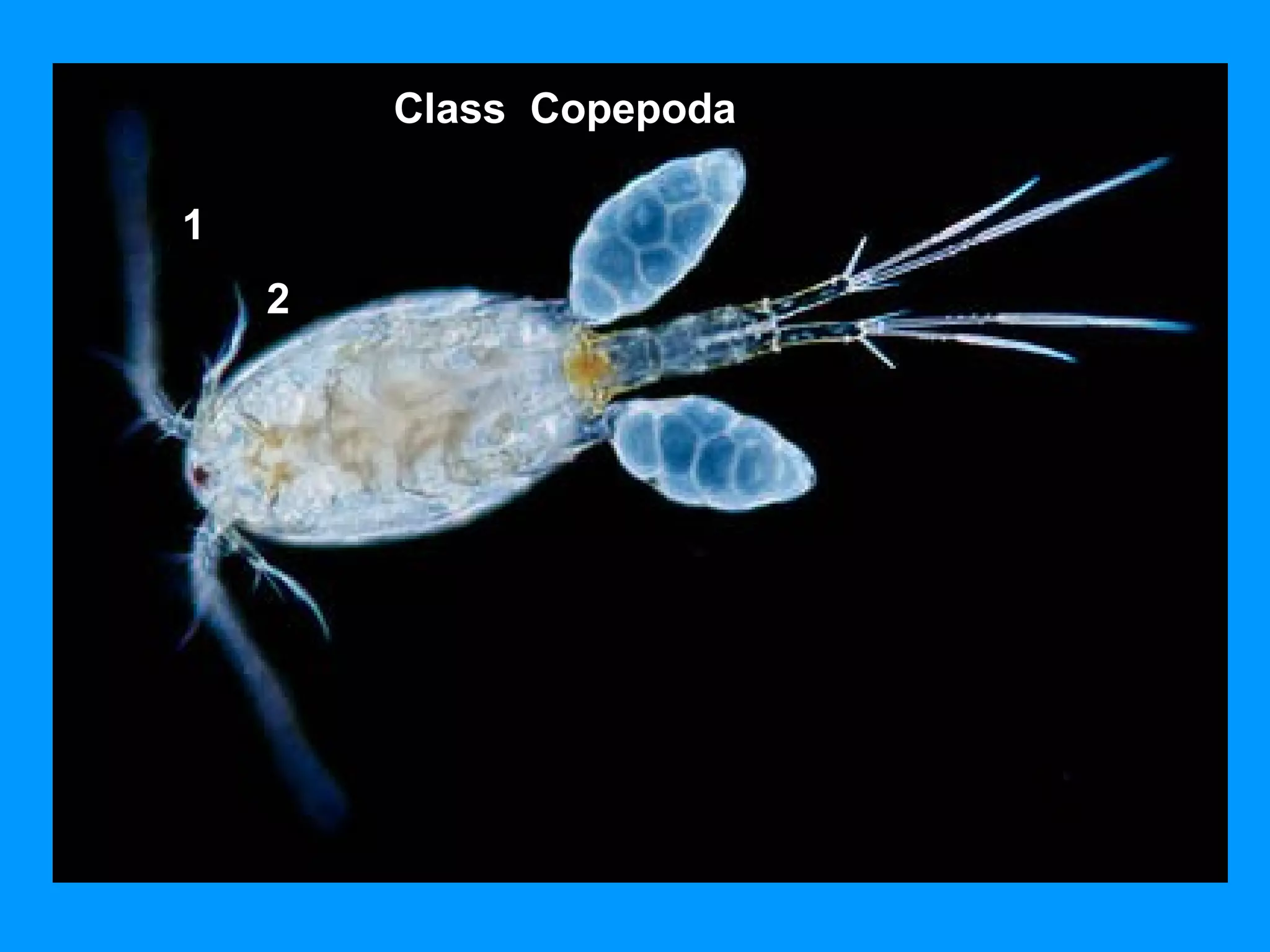 1
2
Class Copepoda
 