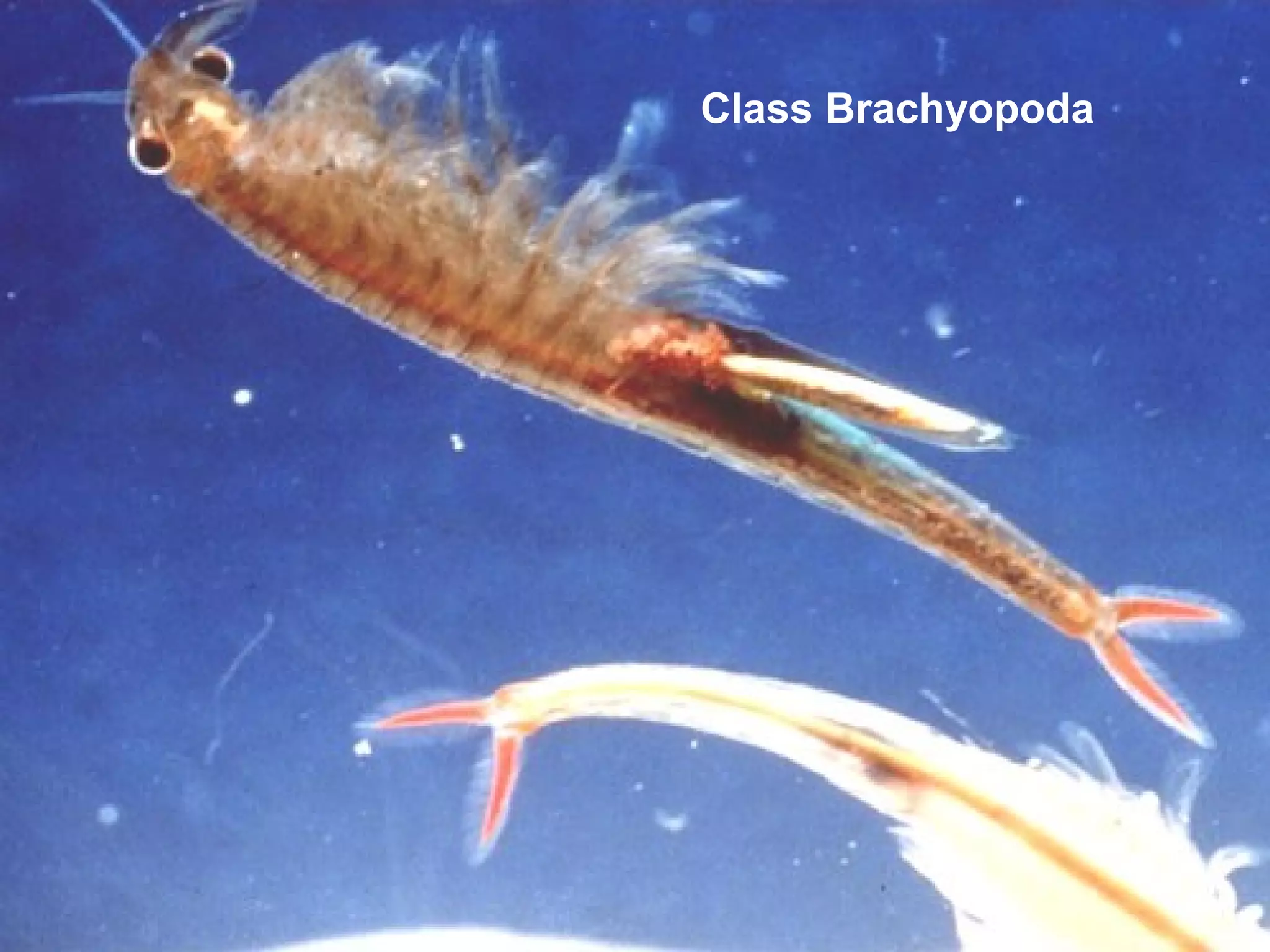 Class Brachyopoda
 