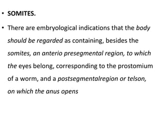 • SOMITES.
• There are embryological indications that the body
should be regarded as containing, besides the
somites, an anterio presegmental region, to which
the eyes belong, corresponding to the prostomium
of a worm, and a postsegmentalregion or telson,
on which the anus opens
 