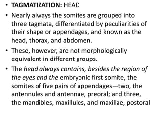 • TAGMATIZATION: HEAD
• Nearly always the somites are grouped into
three tagmata, differentiated by peculiarities of
their shape or appendages, and known as the
head, thorax, and abdomen.
• These, however, are not morphologically
equivalent in different groups.
• The head always contains, besides the region of
the eyes and the embryonic first somite, the
somites of five pairs of appendages—two, the
antennules and antennae, preoral; and three,
the mandibles, maxillules, and maxillae, postoral
 