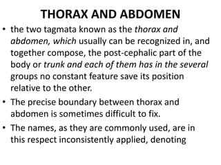THORAX AND ABDOMEN
• the two tagmata known as the thorax and
abdomen, which usually can be recognized in, and
together compose, the post-cephalic part of the
body or trunk and each of them has in the several
groups no constant feature save its position
relative to the other.
• The precise boundary between thorax and
abdomen is sometimes difficult to fix.
• The names, as they are commonly used, are in
this respect inconsistently applied, denoting
 