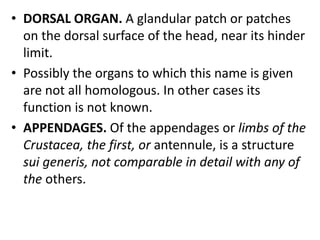 • DORSAL ORGAN. A glandular patch or patches
on the dorsal surface of the head, near its hinder
limit.
• Possibly the organs to which this name is given
are not all homologous. In other cases its
function is not known.
• APPENDAGES. Of the appendages or limbs of the
Crustacea, the first, or antennule, is a structure
sui generis, not comparable in detail with any of
the others.
 