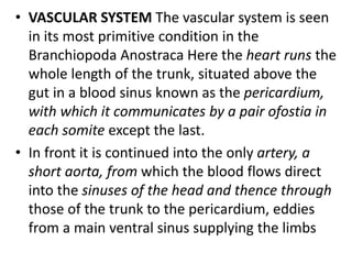 • VASCULAR SYSTEM The vascular system is seen
in its most primitive condition in the
Branchiopoda Anostraca Here the heart runs the
whole length of the trunk, situated above the
gut in a blood sinus known as the pericardium,
with which it communicates by a pair ofostia in
each somite except the last.
• In front it is continued into the only artery, a
short aorta, from which the blood flows direct
into the sinuses of the head and thence through
those of the trunk to the pericardium, eddies
from a main ventral sinus supplying the limbs
 
