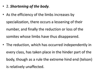 • 2. Shortening of the body.
• As the efficiency of the limbs increases by
specialization, there occurs a lessening of their
number, and finally the reduction or loss of the
somites whose limbs have thus disappeared.
• The reduction, which has occurred independently in
every class, has taken place in the hinder part of the
body, though as a rule the extreme hind end (telson)
is relatively unaffected.
 