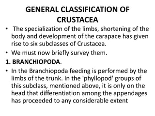 GENERAL CLASSIFICATION OF
CRUSTACEA
• The specialization of the limbs, shortening of the
body and development of the carapace has given
rise to six subclasses of Crustacea.
• We must now briefly survey them.
1. BRANCHIOPODA.
• In the Branchiopoda feeding is performed by the
limbs of the trunk. In the 'phyllopod' groups of
this subclass, mentioned above, it is only on the
head that differentiation among the appendages
has proceeded to any considerable extent
 
