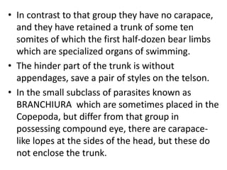 • In contrast to that group they have no carapace,
and they have retained a trunk of some ten
somites of which the first half-dozen bear limbs
which are specialized organs of swimming.
• The hinder part of the trunk is without
appendages, save a pair of styles on the telson.
• In the small subclass of parasites known as
BRANCHIURA which are sometimes placed in the
Copepoda, but differ from that group in
possessing compound eye, there are carapace-
like lopes at the sides of the head, but these do
not enclose the trunk.
 