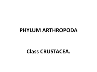 PHYLUM ARTHROPODA
Class CRUSTACEA.
 
