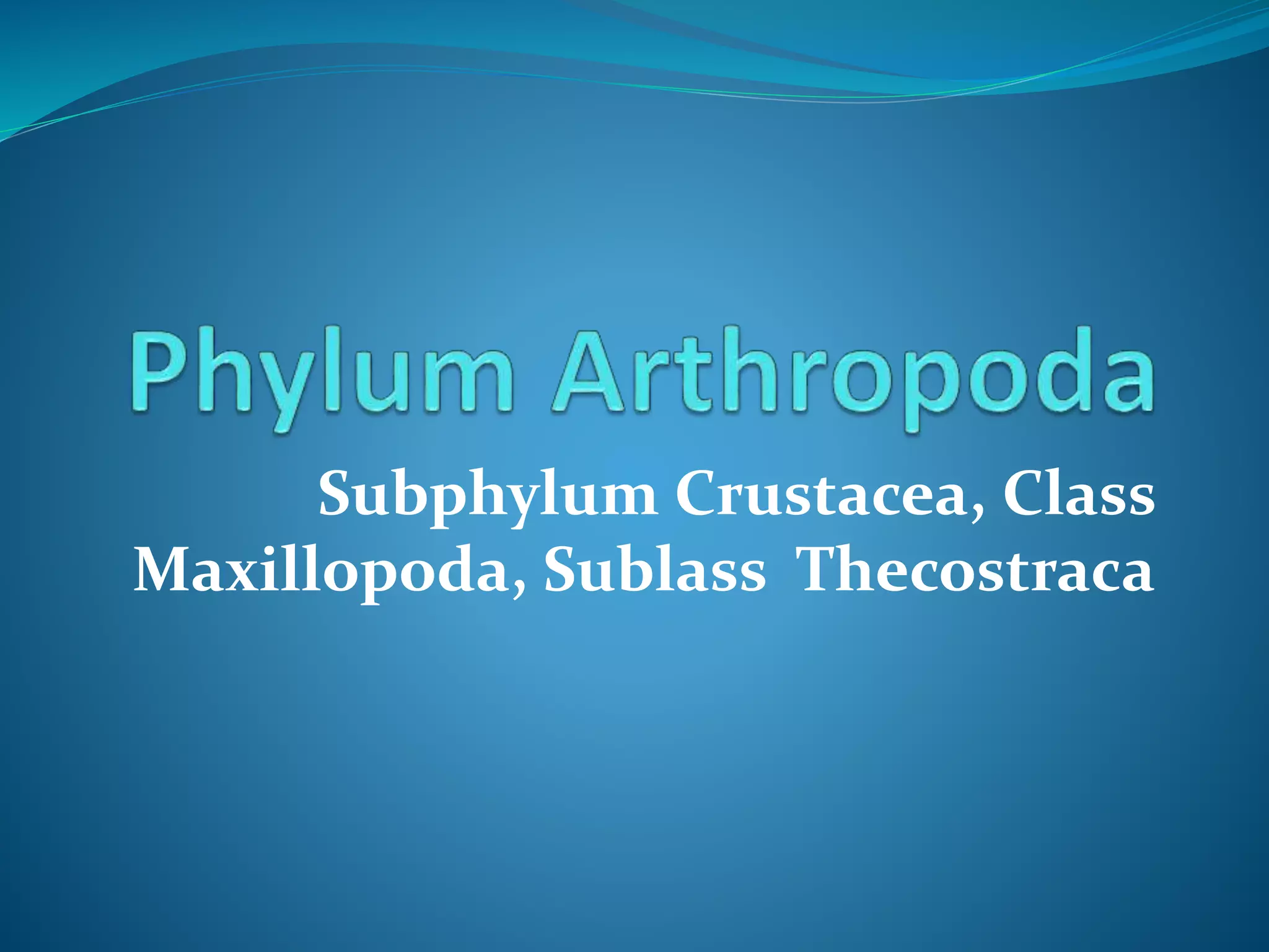 Subphylum Crustacea, Class
Maxillopoda, Sublass Thecostraca