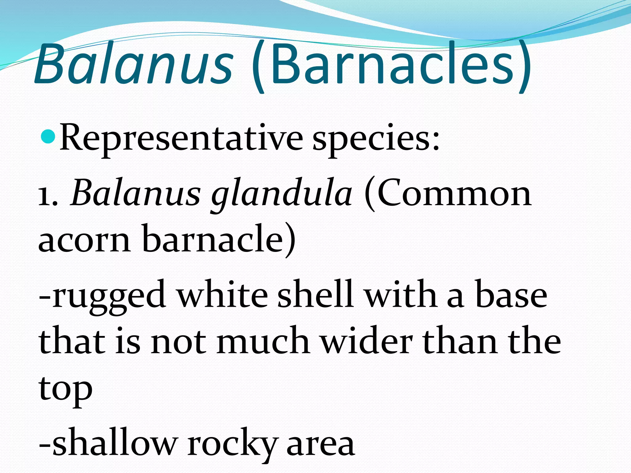 Balanus (Barnacles)
Representative species:
1. Balanus glandula (Common
acorn barnacle)
-rugged white shell with a base
that is not much wider than the
top
-shallow rocky area