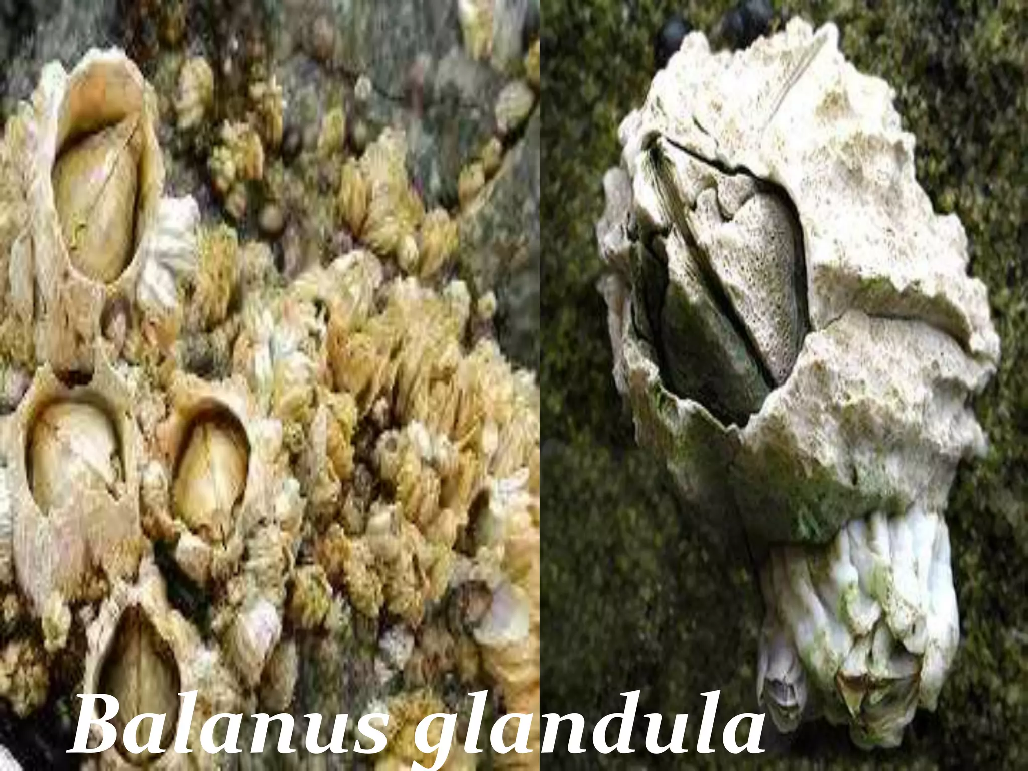 Balanus glandula