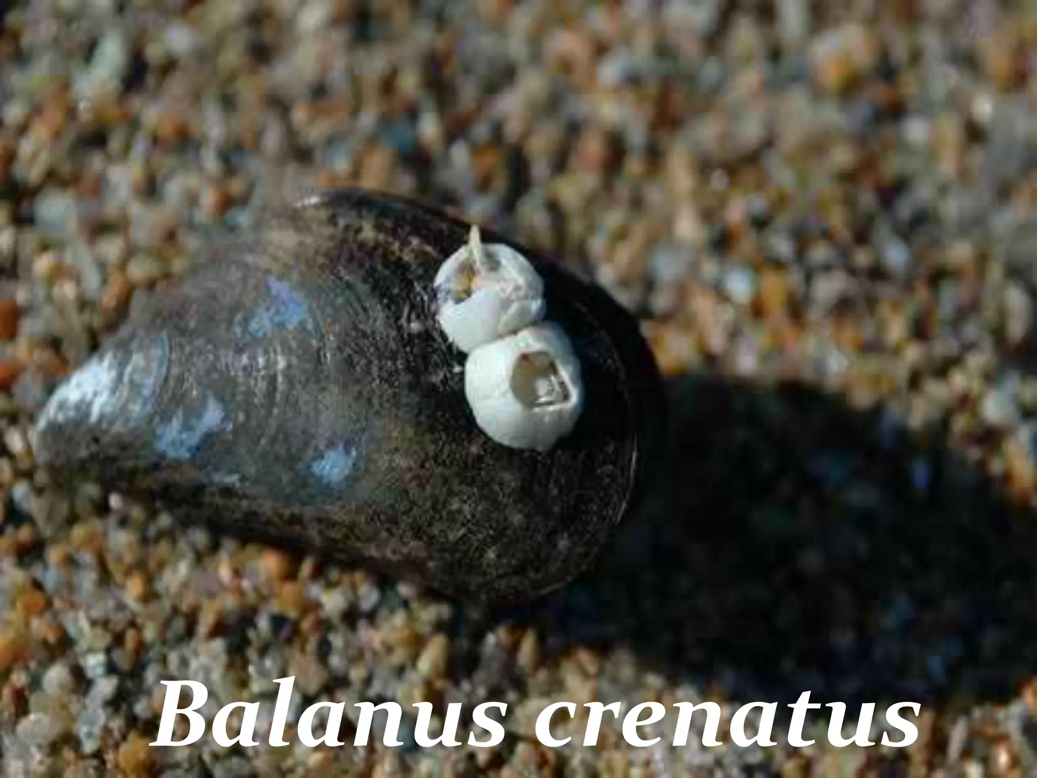 Balanus crenatus