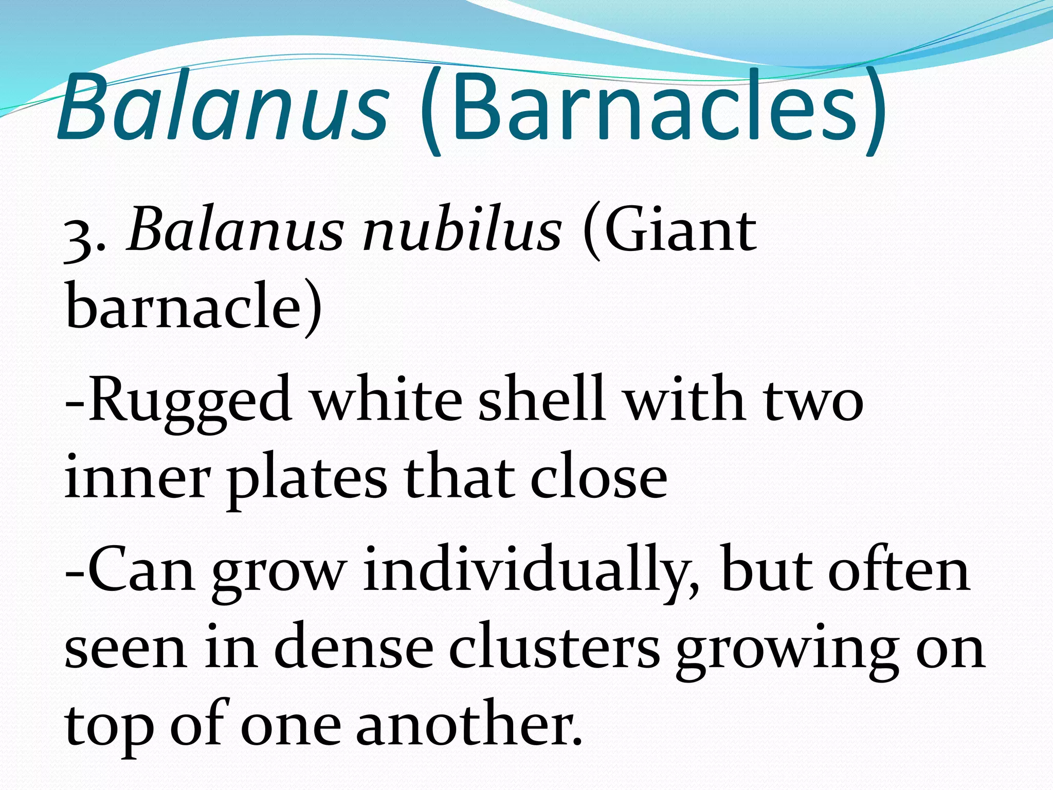 Balanus (Barnacles)
3. Balanus nubilus (Giant
barnacle)
-Rugged white shell with two
inner plates that close
-Can grow individually, but often
seen in dense clusters growing on
top of one another.