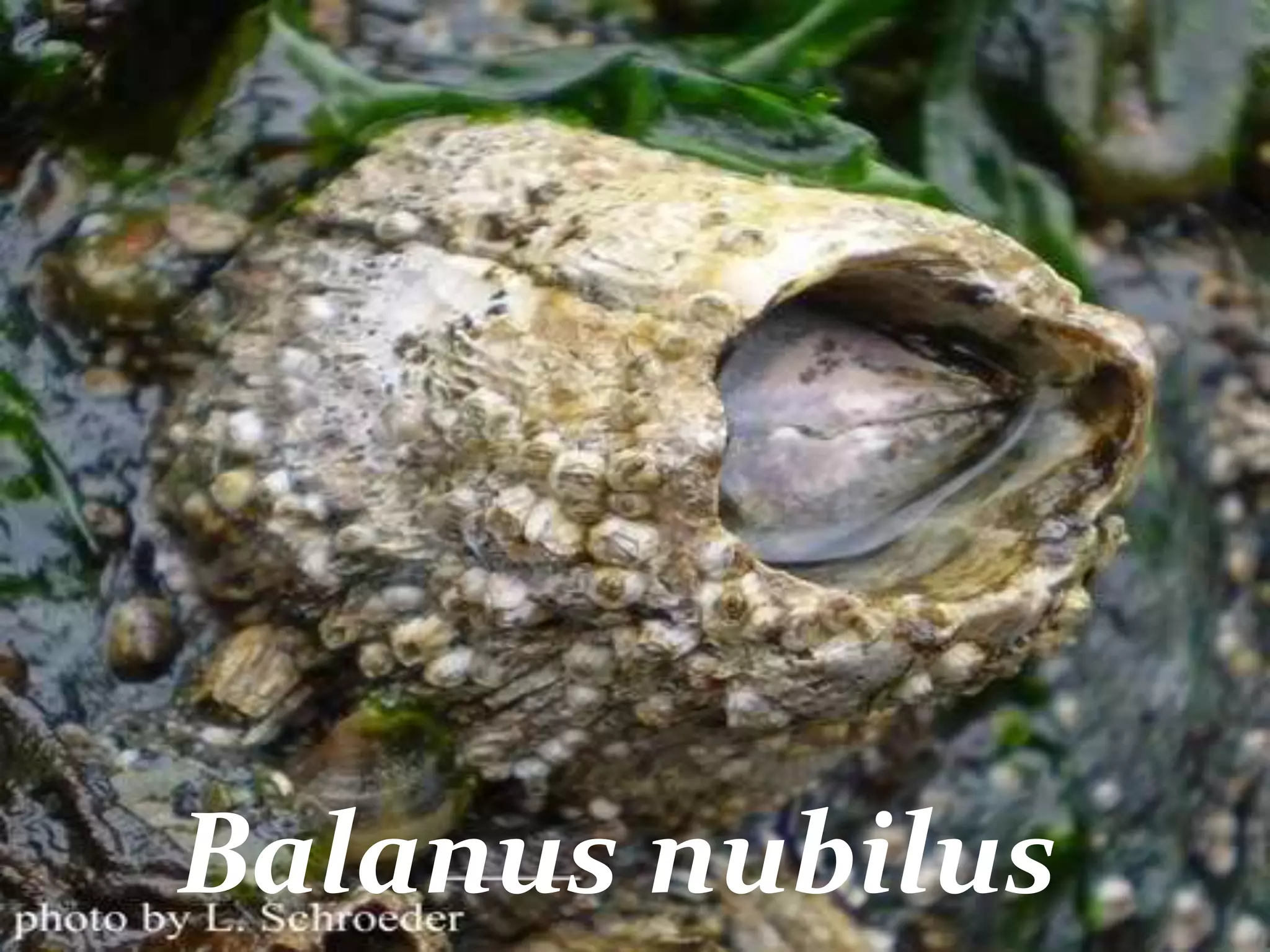 Balanus nubilus