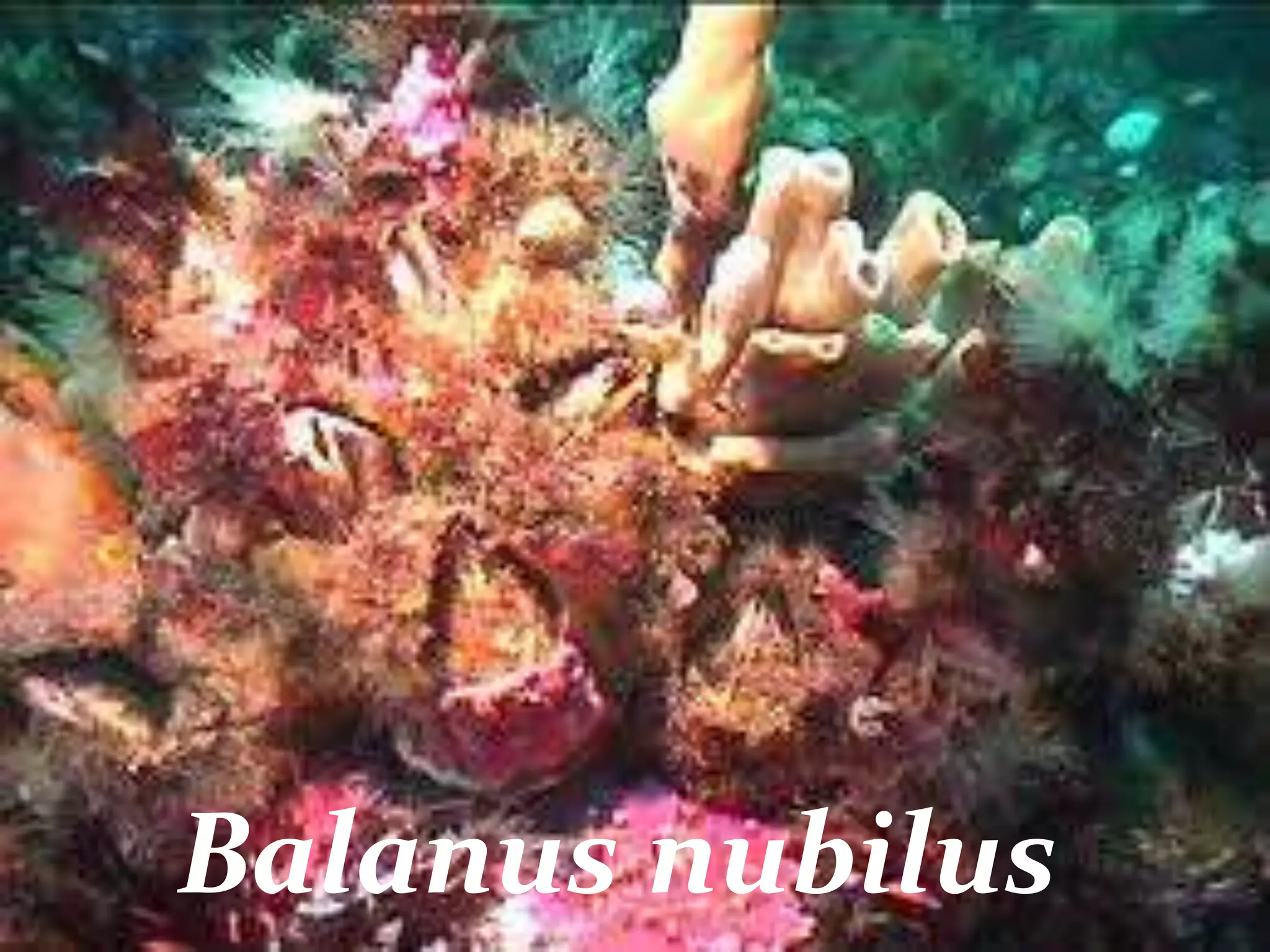 Balanus nubilus