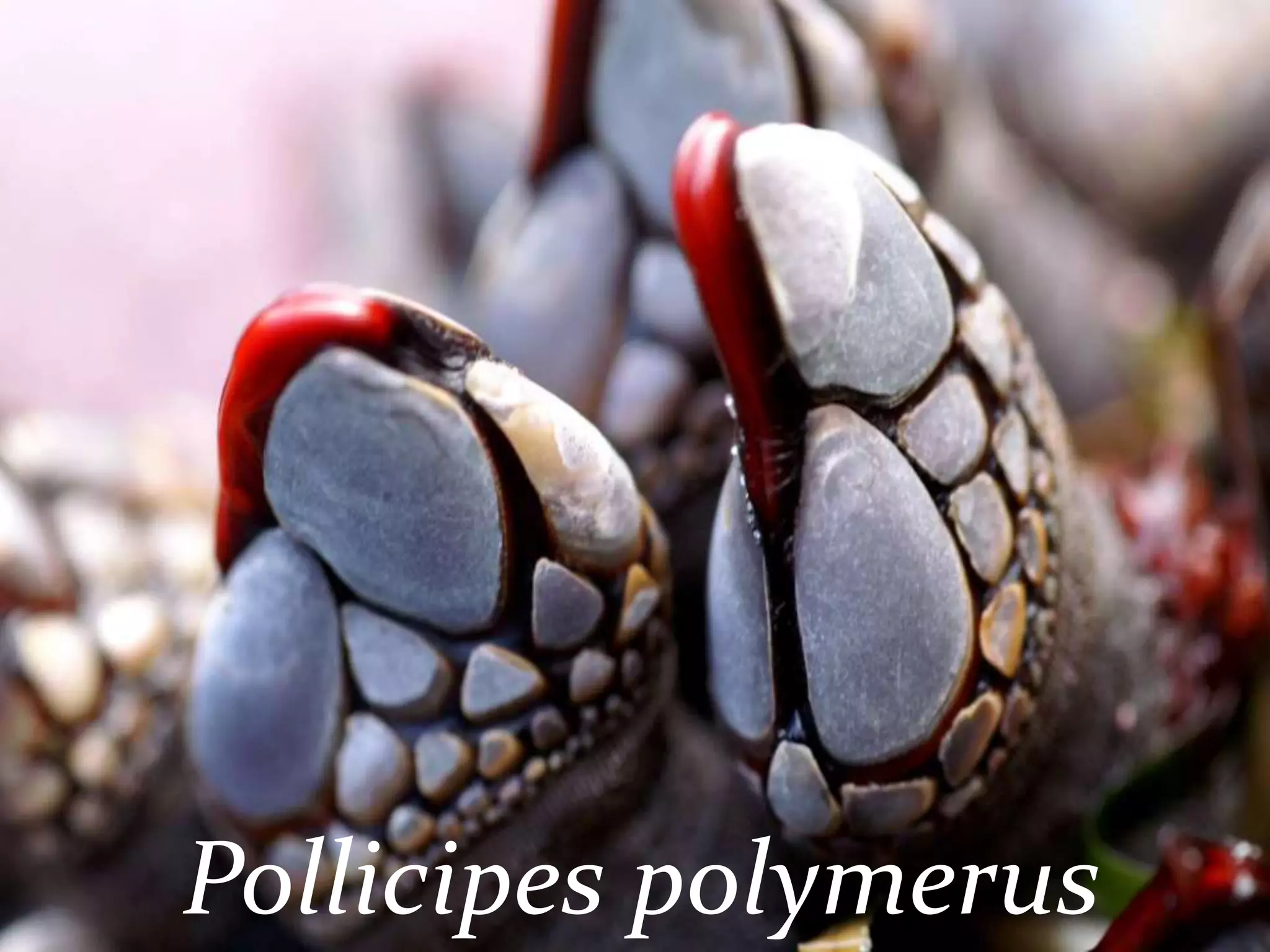 Pollicipes polymerus