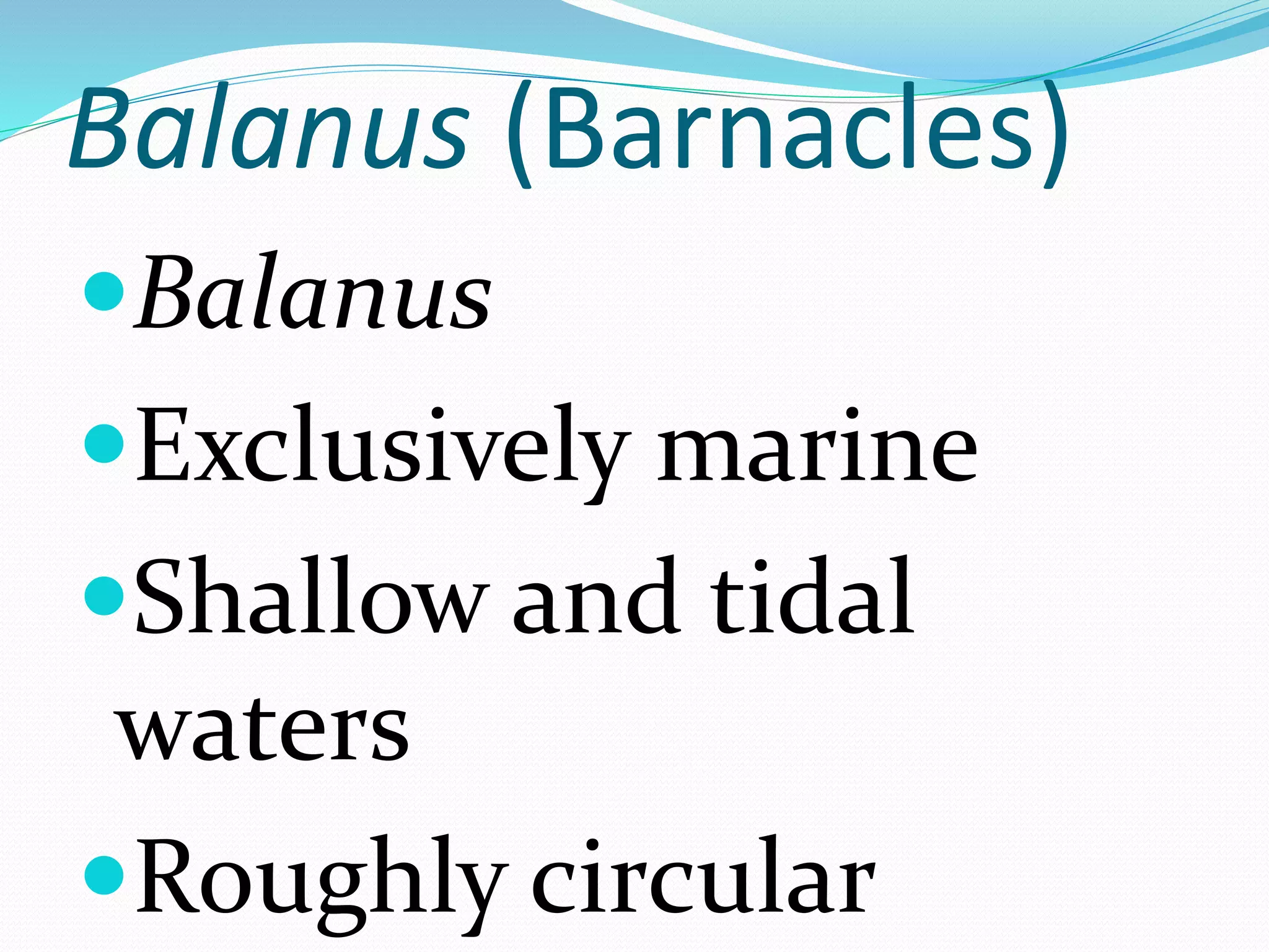 Balanus (Barnacles)
Balanus
Exclusively marine
Shallow and tidal
waters
Roughly circular