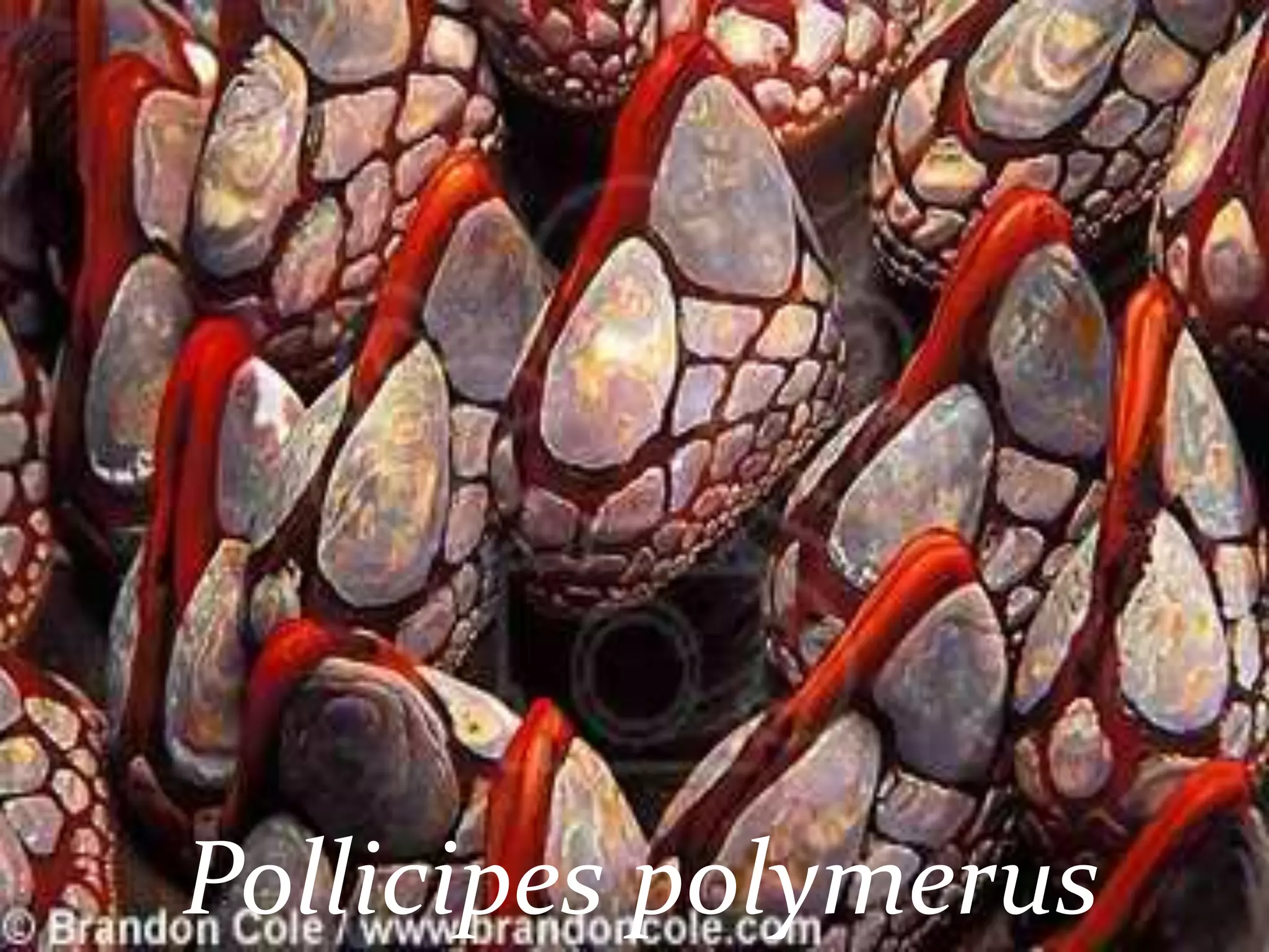 Pollicipes polymerus