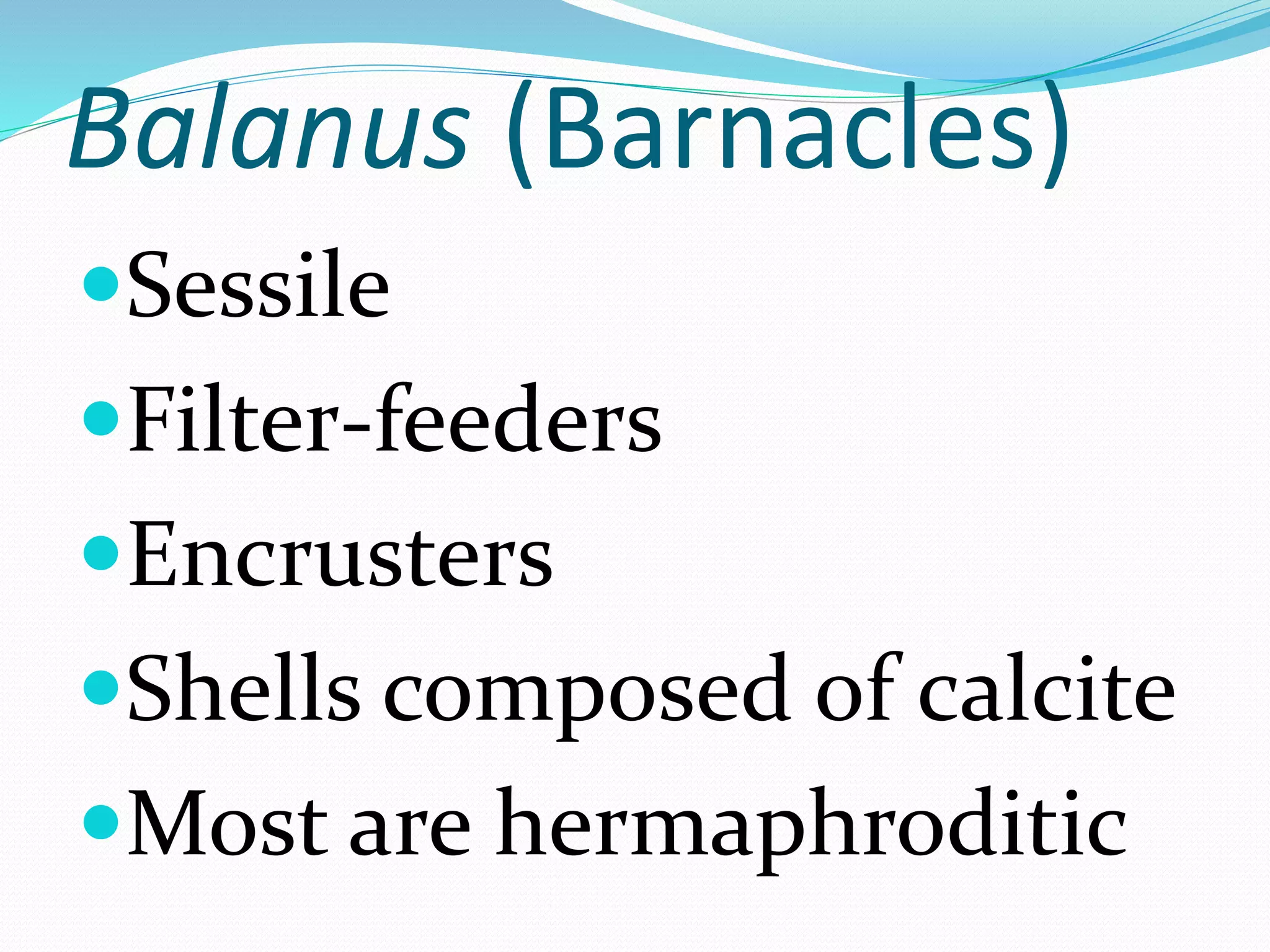 Balanus (Barnacles)
Sessile
Filter-feeders
Encrusters
Shells composed of calcite
Most are hermaphroditic