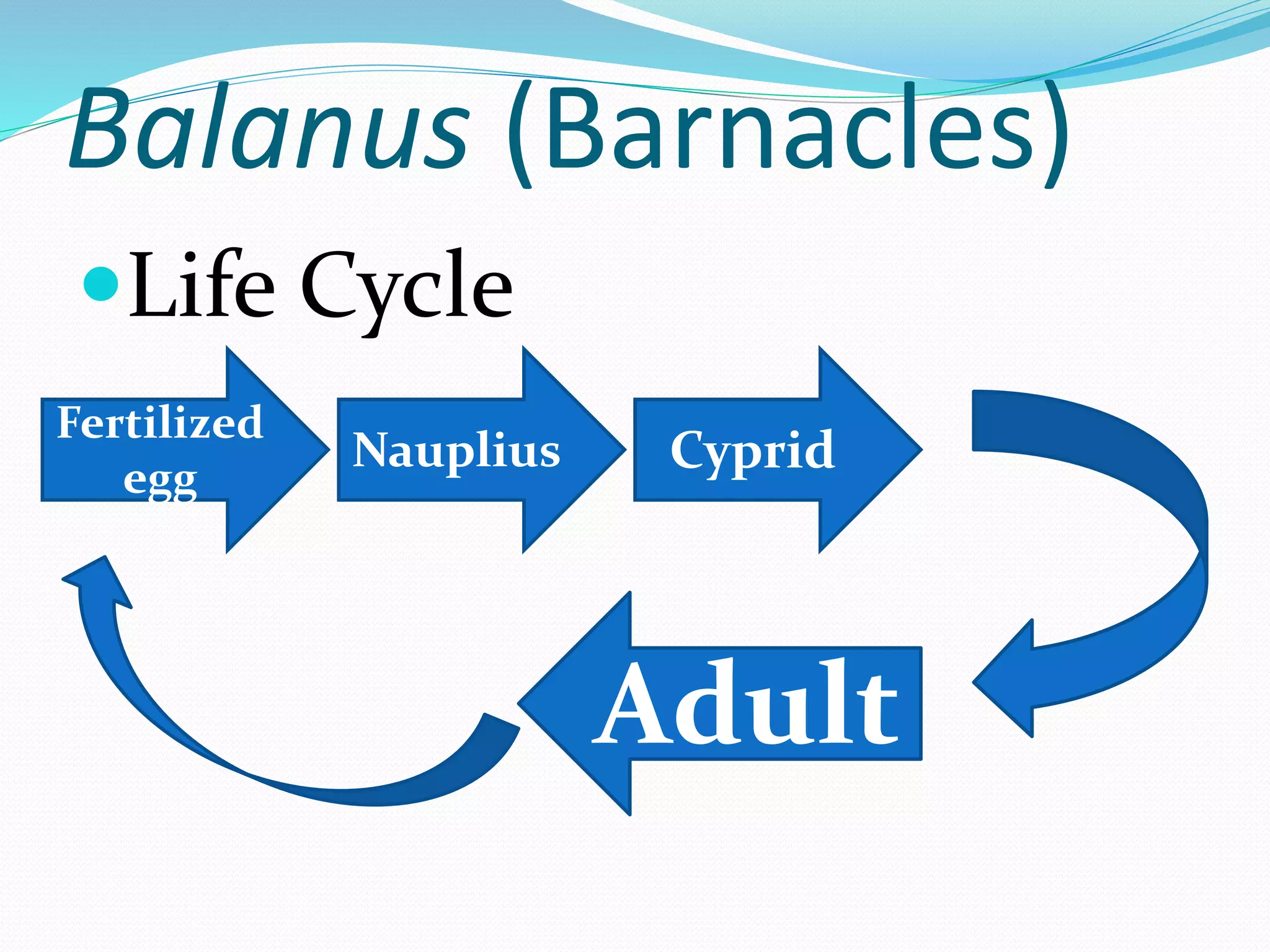 Balanus (Barnacles)
Life Cycle
Fertilized
egg
Nauplius Cyprid
Adult