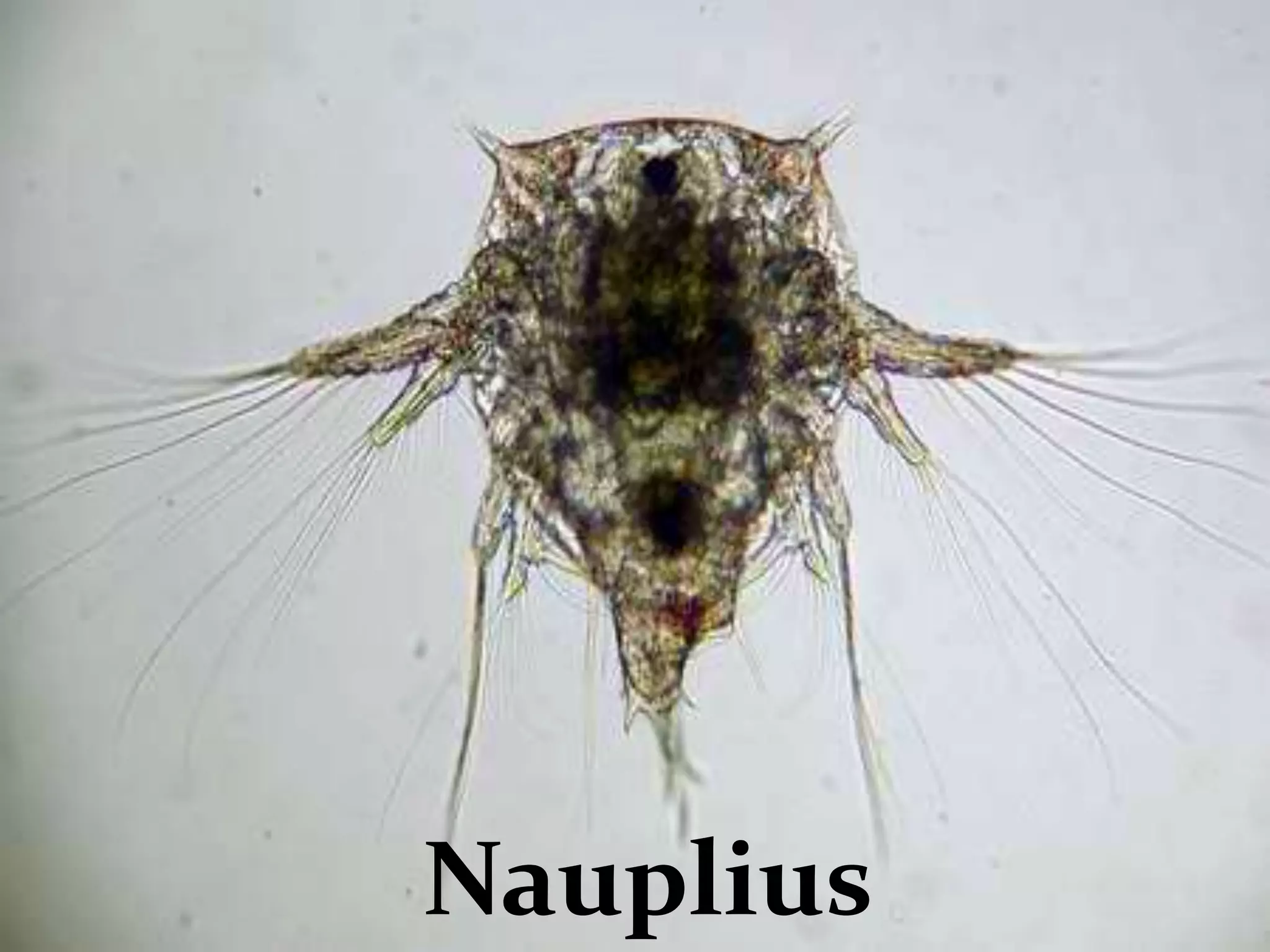 Nauplius