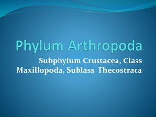 Subphylum Crustacea, Class 
Maxillopoda, Sublass Thecostraca 
 
