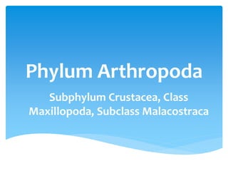 Phylum Arthropoda 
Subphylum Crustacea, Class 
Maxillopoda, Subclass Malacostraca 
 