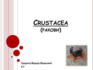 CRUSTACEA
(РАКОВИ)
Урадила:Марија Марковић
II-7
 
