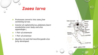 Zoeae Crustacean larva .pptx