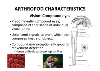 ARTHROPOD	
  CHARACTERISTICS	
  
Vision:	
  Compound	
  eyes	
  
• Predominantly compound eyes,
composed of thousands of i...