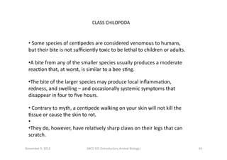 CLASS	
  CHILOPODA	
  

• 	
  Some	
  species	
  of	
  cenEpedes	
  are	
  considered	
  venomous	
  to	
  humans,	
  
but...