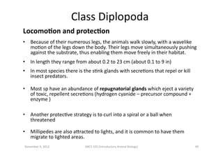 Class	
  Diplopoda	
  
LocomoBon	
  and	
  protecBon	
  
•  Because	
  of	
  their	
  numerous	
  legs,	
  the	
  animals	...