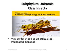 Subphylum	
  Uniramia	
  	
  
Class	
  Insecta	
  

•  May	
  be	
  described	
  as	
  an	
  arEculated,	
  
tracheated,	
...