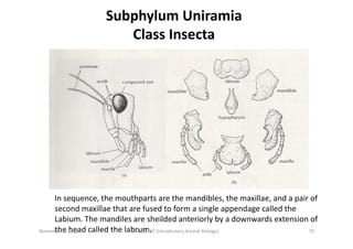 Subphylum	
  Uniramia	
  	
  
Class	
  Insecta	
  

In	
  sequence,	
  the	
  mouthparts	
  are	
  the	
  mandibles,	
  th...