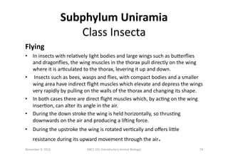 Subphylum	
  Uniramia	
  	
  
Class	
  Insecta	
  
Flying	
  
•  In	
  insects	
  with	
  relaEvely	
  light	
  bodies	
  ...