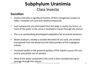 ExcreBon	
  

Subphylum	
  Uranimia	
  	
  
Class	
  Insecta	
  

•  Insects	
  eliminate	
  a	
  signiﬁcant	
  fracEon	
 ...