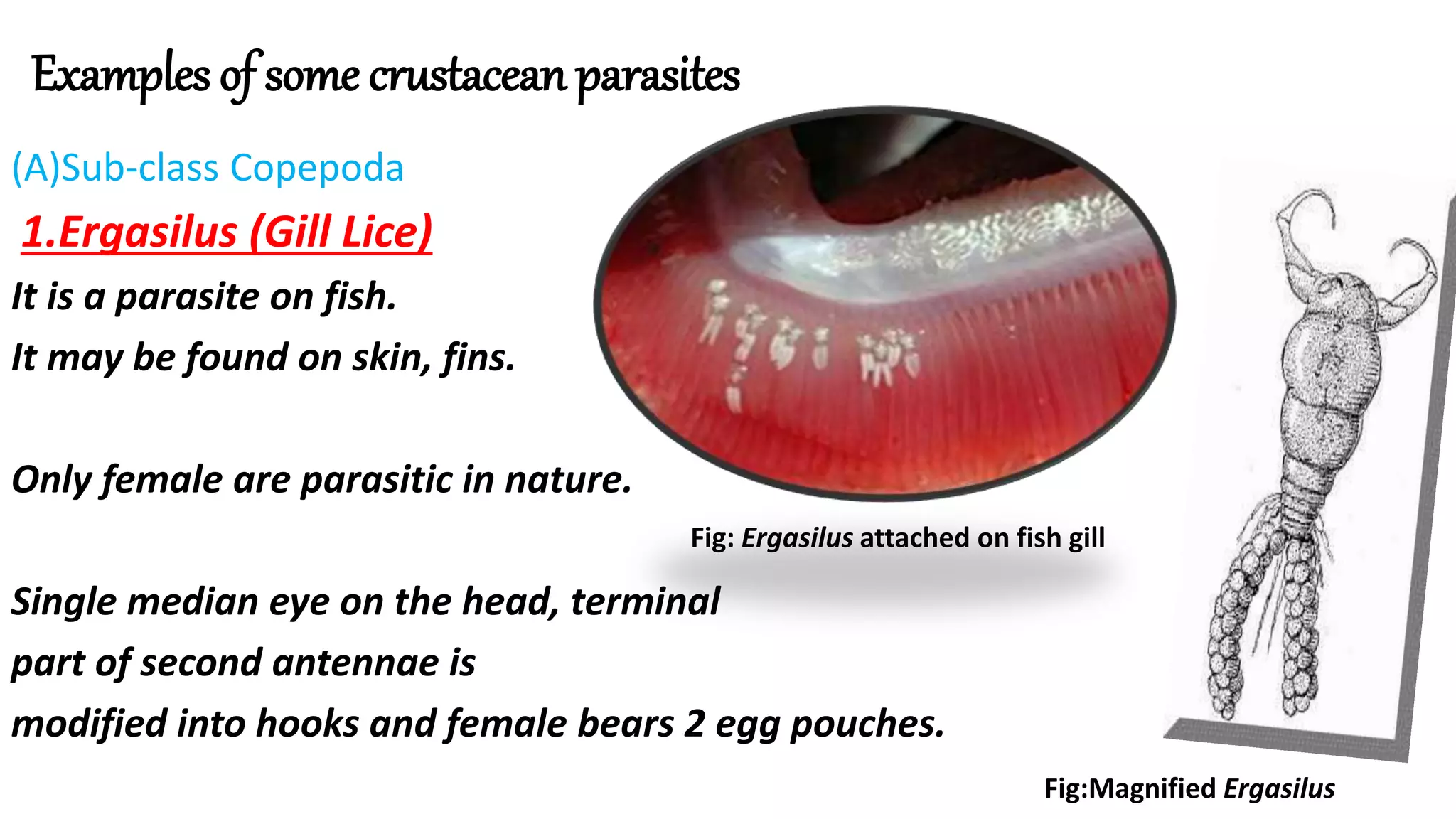 Examples of some crustacean parasites
(A)Sub-class Copepoda
1.Ergasilus (Gill Lice)
It is a parasite on fish.
It may be found on skin, fins.
Only female are parasitic in nature.
Single median eye on the head, terminal
part of second antennae is
modified into hooks and female bears 2 egg pouches.
Fig: Ergasilus attached on fish gill
Fig:Magnified Ergasilus
 